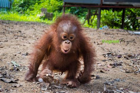 The Great Projects | Volunteer Abroad With Animals in 2024 | Orangutan ...