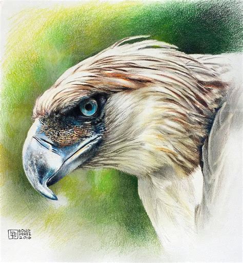 Philippine Eagle Drawing