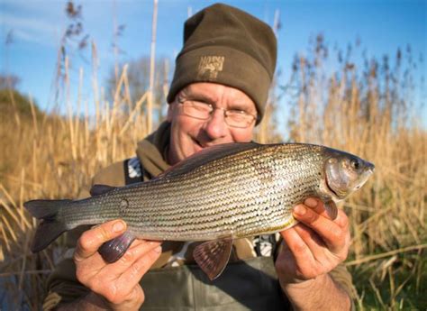 Grayling fishing tips galore in your essential guide to catching 'the ...