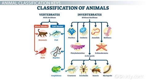 Classification Of Living Things Animals