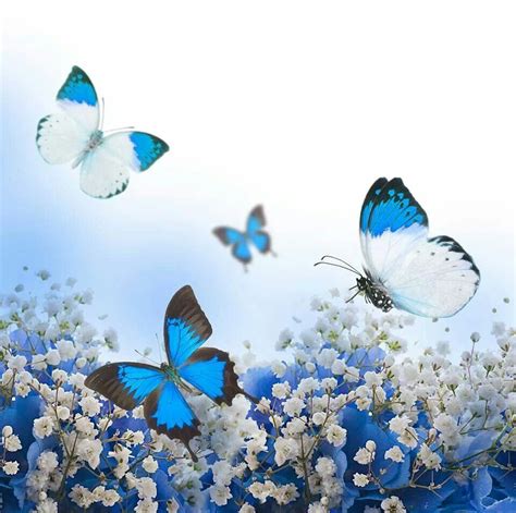 Butterfly garden | Butterfly wallpaper backgrounds, Butterfly wallpaper ...