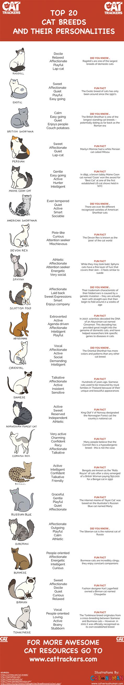 Top 20 Cat Breeds and Their Personalities | Cat breeds, Norwegian ...