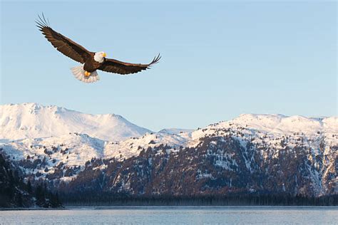 5,000+ Eagle Flying Mountains Stock Photos, Pictures & Royalty-Free ...