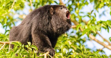 The Top 10 Loudest Animals on Earth (#1 is Amazing) (2022)