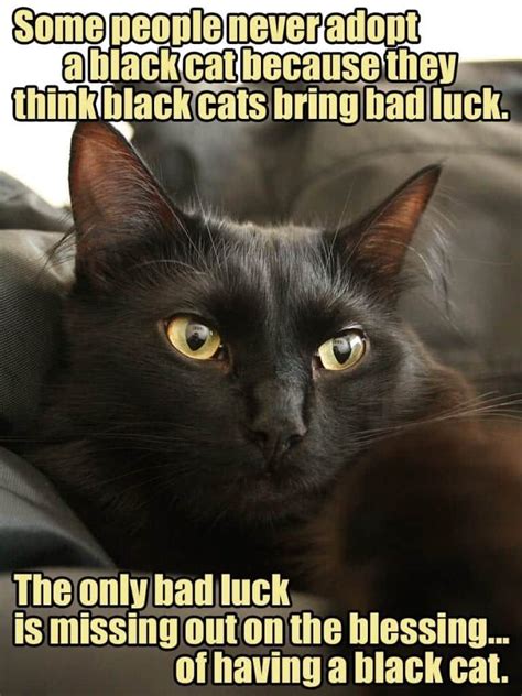 The World History Of Black Cats Bringing GOOD LUCK! - Cole & Marmalade ...