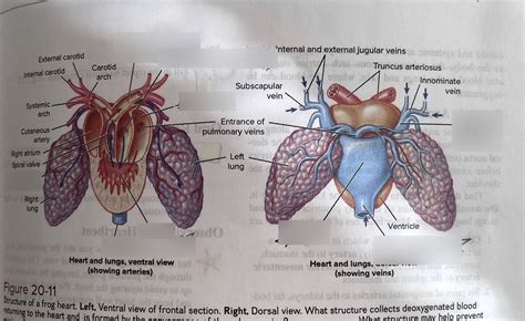 ZLP 2 - Lab 11 (Frog Heart) Diagram | Quizlet