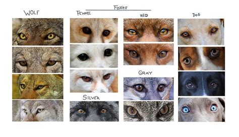 CANINE EYE REFERENCE | Wolf eye color, Eye color chart, Wolf colors