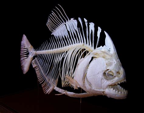 Redeye piranha skeleton | Animal skeletons, Animal bones, Skull reference