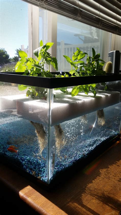 My first aquaponic system! : r/aquaponics