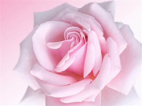 Roses Screensaver Wallpaper - WallpaperSafari