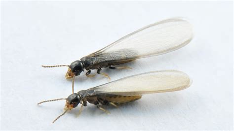 Winged Termites Identification