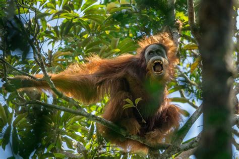 New Orangutan Species Could Be the Most Endangered Great Ape - The New ...