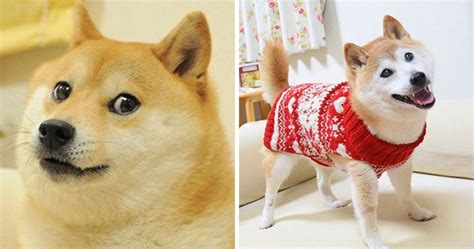 How Kabosu looks now | Doge | Know Your Meme