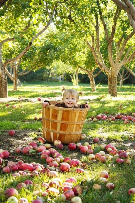 17 Best images about apple orchard on Pinterest | Fall pictures, Photo ...