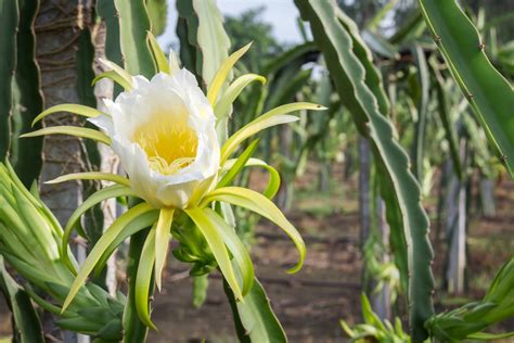 Dragon Fruit Flower Stages - Home Alqu