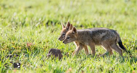 Photoseries: Playful black-backed jackal pups - Africa Geographic