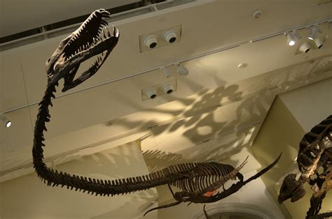 Elasmosaurus Fossil | Elasmosaurus (Greek for "ribbon lizard… | Flickr