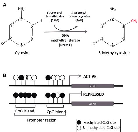 DNA methylation. (A) CpG methylation mechanism is mediated by DNA ...