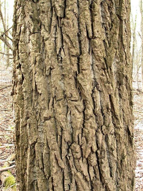 Populus nigra (black poplar): Go Botany