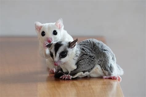 Should You Get a Sugar Glider as a Pet? - Our Funny Little Site