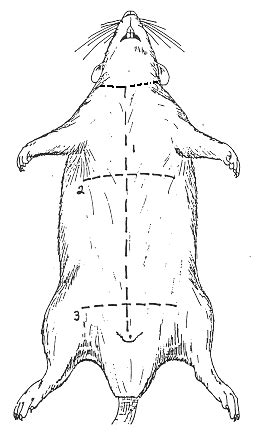 Rat Anatomy - Head, Thoracic, and Abdominal Organs