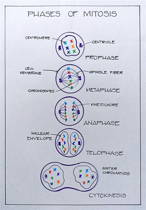 Phases Of Mitosis And Meiosis