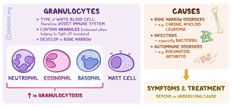 Granulocytes Types