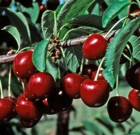 Stella Cherry (dwarf) - Heritage Fruit Trees