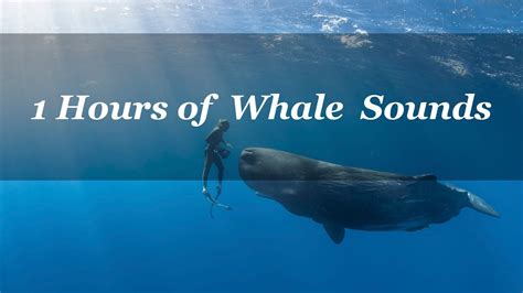 Whale Music Sleep|1 Hours of Whale Sounds Deep Underwater for Sleep and ...