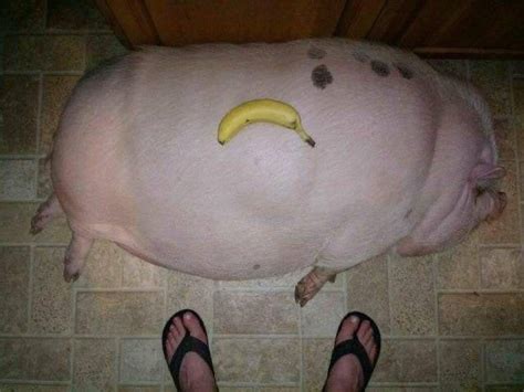 The Size of This Hog! : r/AbsoluteUnits