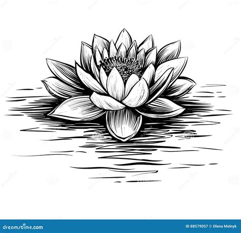 Line Drawing Lily Clipart Black And White Line Drawing Blooming Lily ...