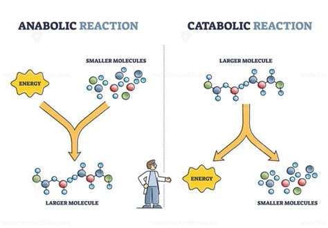 Anabolic vs catabolic reaction comparison in metabolism outline diagram ...