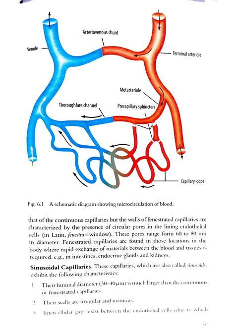 SOLUTION: Arteriovenous shunt classified veins functions mbbs fcps ...