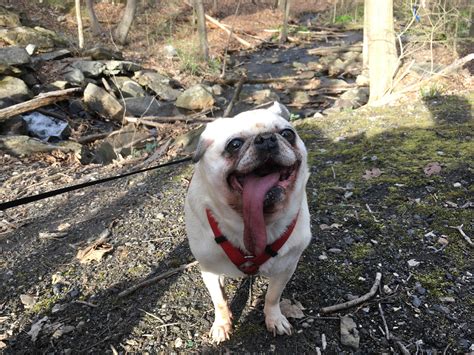 My little old lady, Jenny. Hanging tongue syndrome survivor : r/pugs