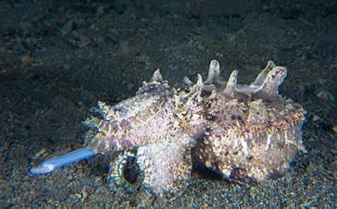 A flamboyant cuttlefish in hunting camouflage coloration with feeding ...