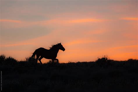 Wild Horses Sunset