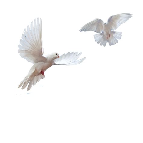 Dove clipart in flight, Dove in flight Transparent FREE for download on ...