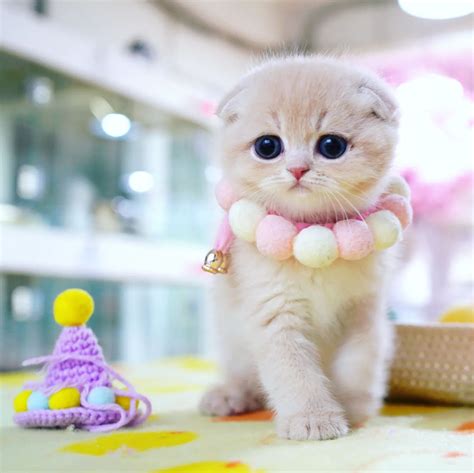 Best Scottish Fold Munchkin for sale at Fuzzy Munchkins