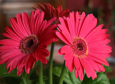 How to make cut gerbera daisies last longer - Flower Press