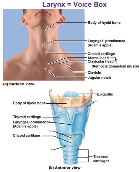 Adams Apple Diagram