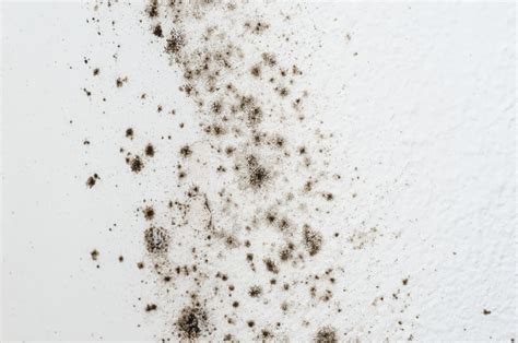 Black Mold Symptoms - How To Get Rid Of Black Mold | Apartment Therapy