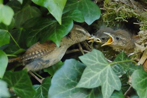 Wren feeding by colin beeley | ePHOTOzine