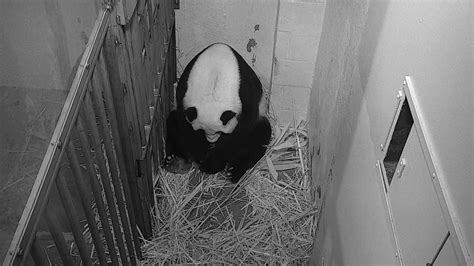 Smithsonian National Zoo's Giant Panda Gives Birth | WJCT NEWS