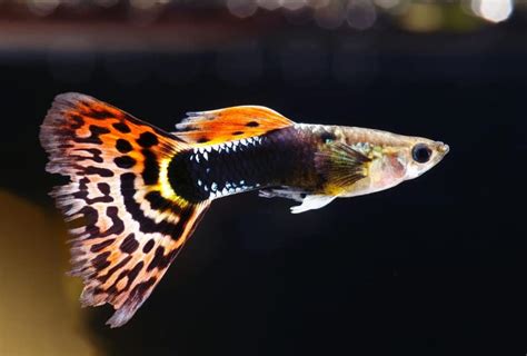 Guppies: Complete Care Guide (Diet, Tank & More)