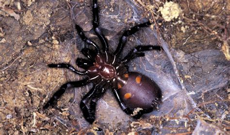 Australian spiders: the 10 most dangerous - Australian Geographic