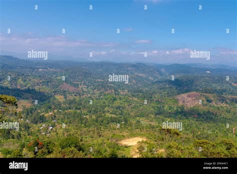 Nuwara Eliya tea fields of Sri Lanka Stock Photo - Alamy