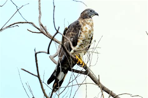 1 - 11 Aug 2013 Sri Lanka Wildlife Photography - Wildlife Photography ...