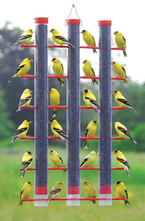 Finch Bird Feeder Location