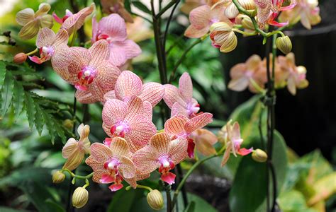 6 Key Success Factors to Growing Orchids in the Tropics - Tropical ...