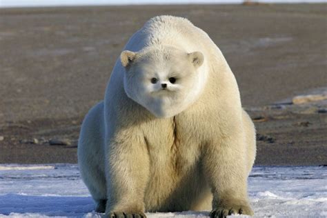 Pin by Noel Russo on Hybrid Animals | Polar bear, Polar, Bear